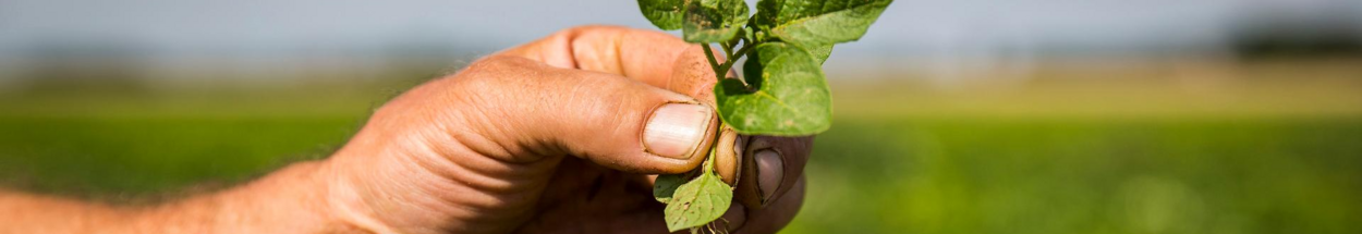 Foto van een hand van de boer en een aardappelplant. Hij bekijkt de planten die op hybride wijze veredeld zijn.