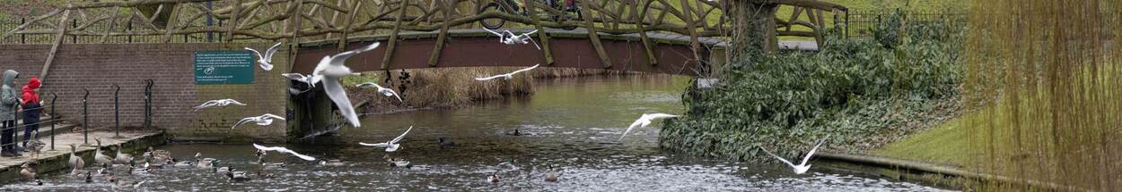 park met water en meeuwen