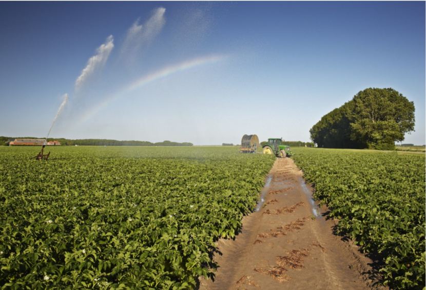 Landbouw gewassen worden beregend