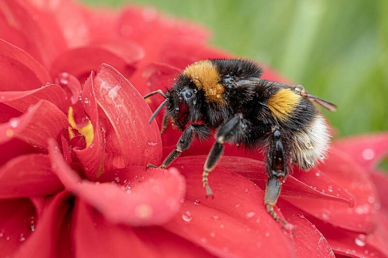 Aardehommel op rode bloem