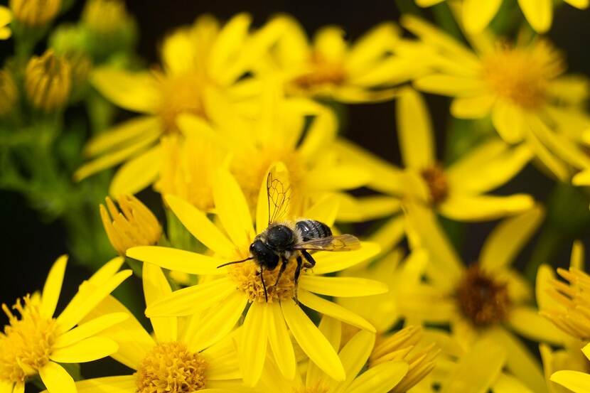Bij op gele bloem