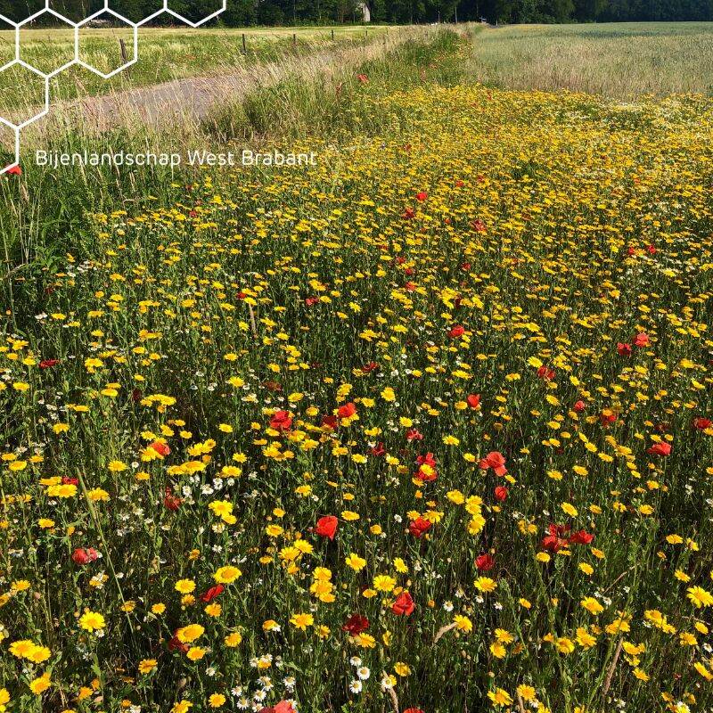 Bloemenweide