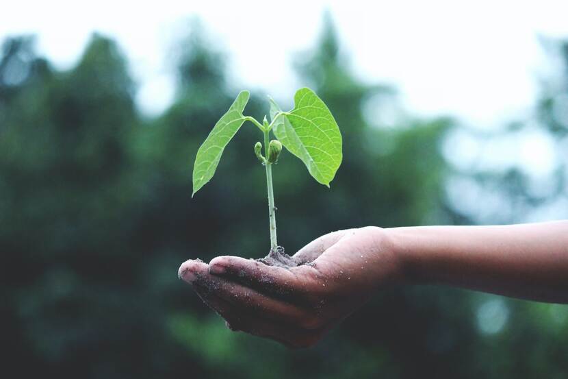 Groene, jonge plant op hand