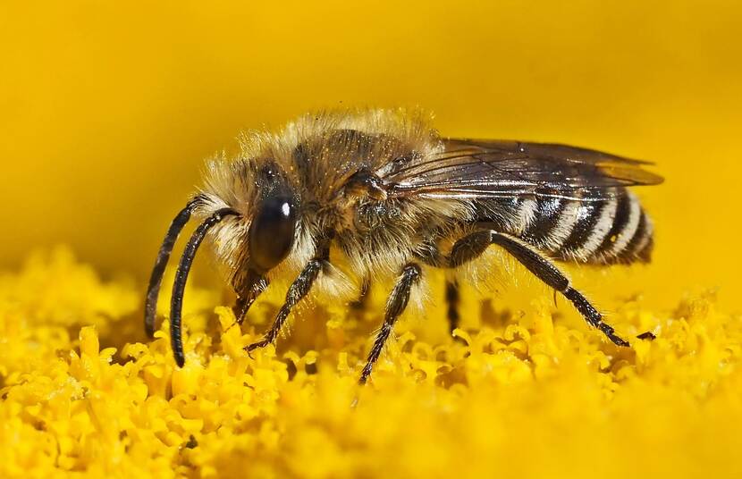 Zijdebij op gele bloem