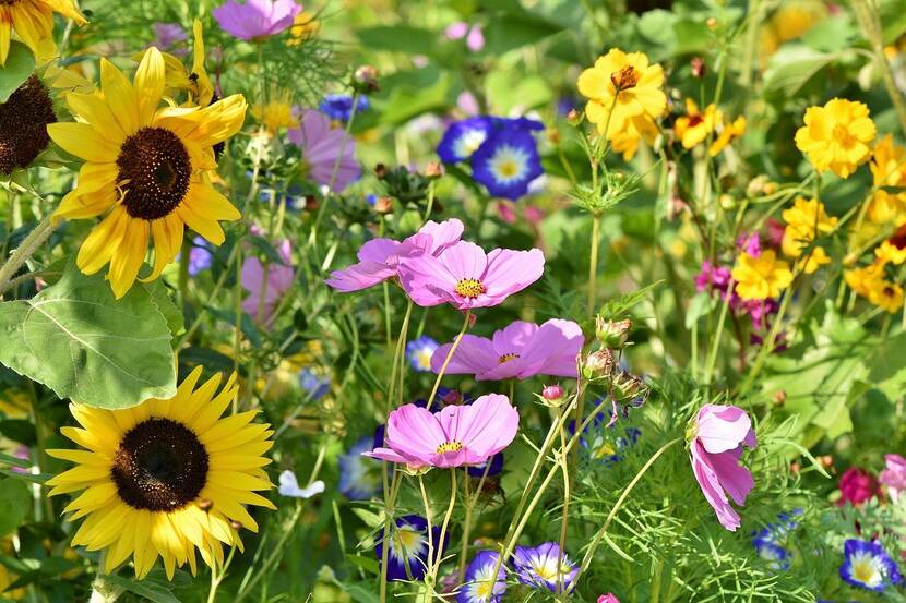 Wilde bloemenweide